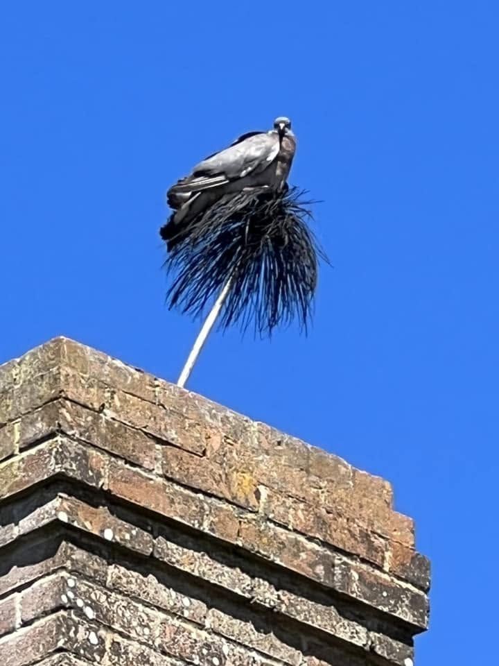 A sweep's brush pushed out of the top of a chimney, with a jackdaw perched on it